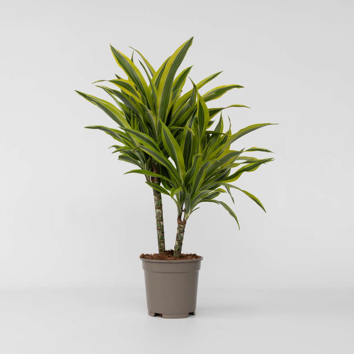 Dracaena deremensis 'Lemon Lime' - Drakenbloedboom