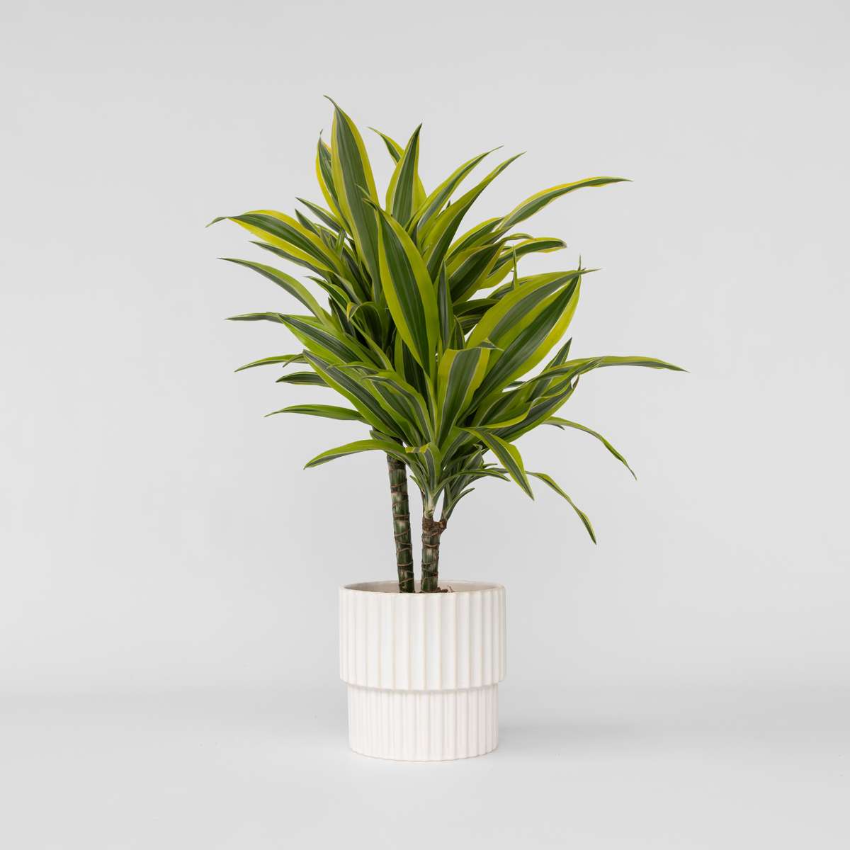 Dracaena deremensis 'Lemon Lime' - Drakenbloedboom