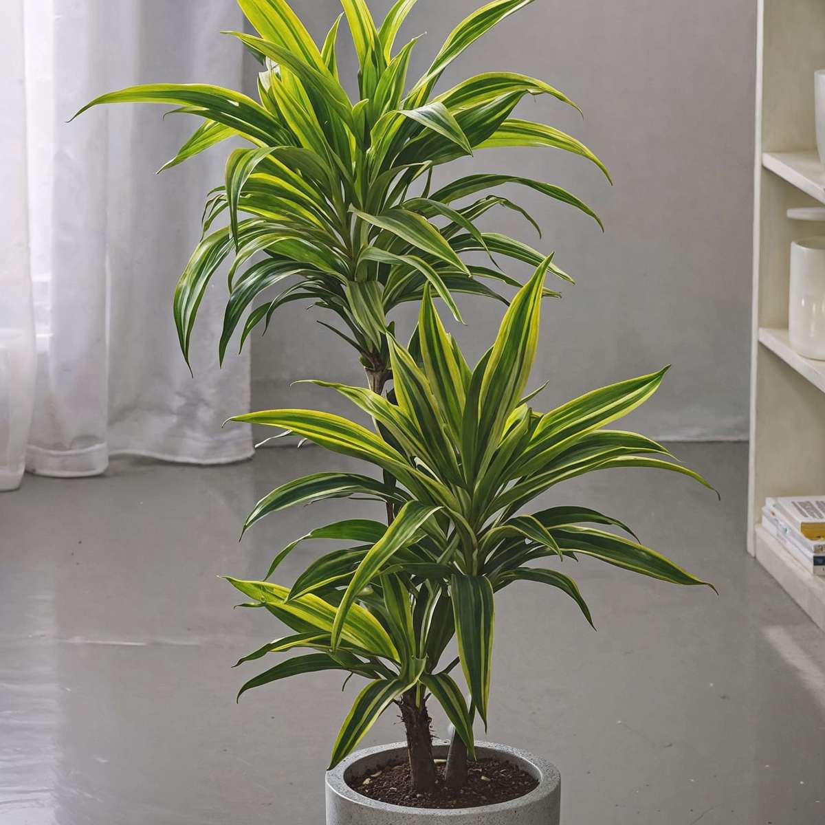 Dracaena deremensis 'Lemon Lime' - Drakenbloedboom