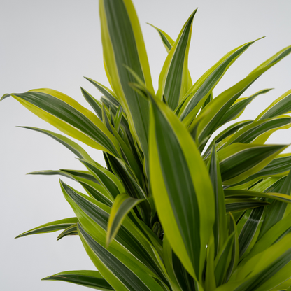 Dracaena Deremensis - Lemon Lime - Set van 2