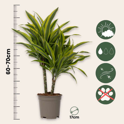 Dracaena Deremensis - Lemon Lime - Set van 2