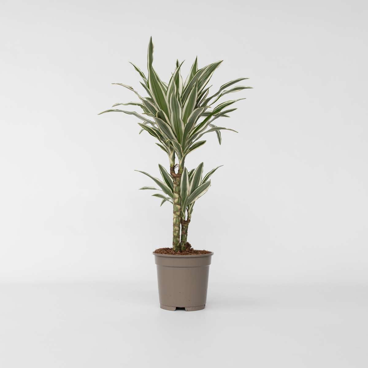 Dracaena Deremensis 'White Stripe'