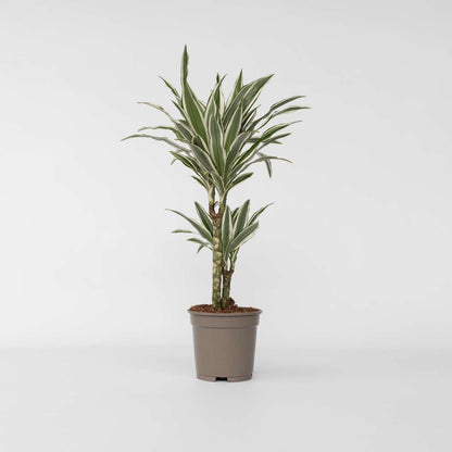 Dracaena Deremensis 'White Stripe'