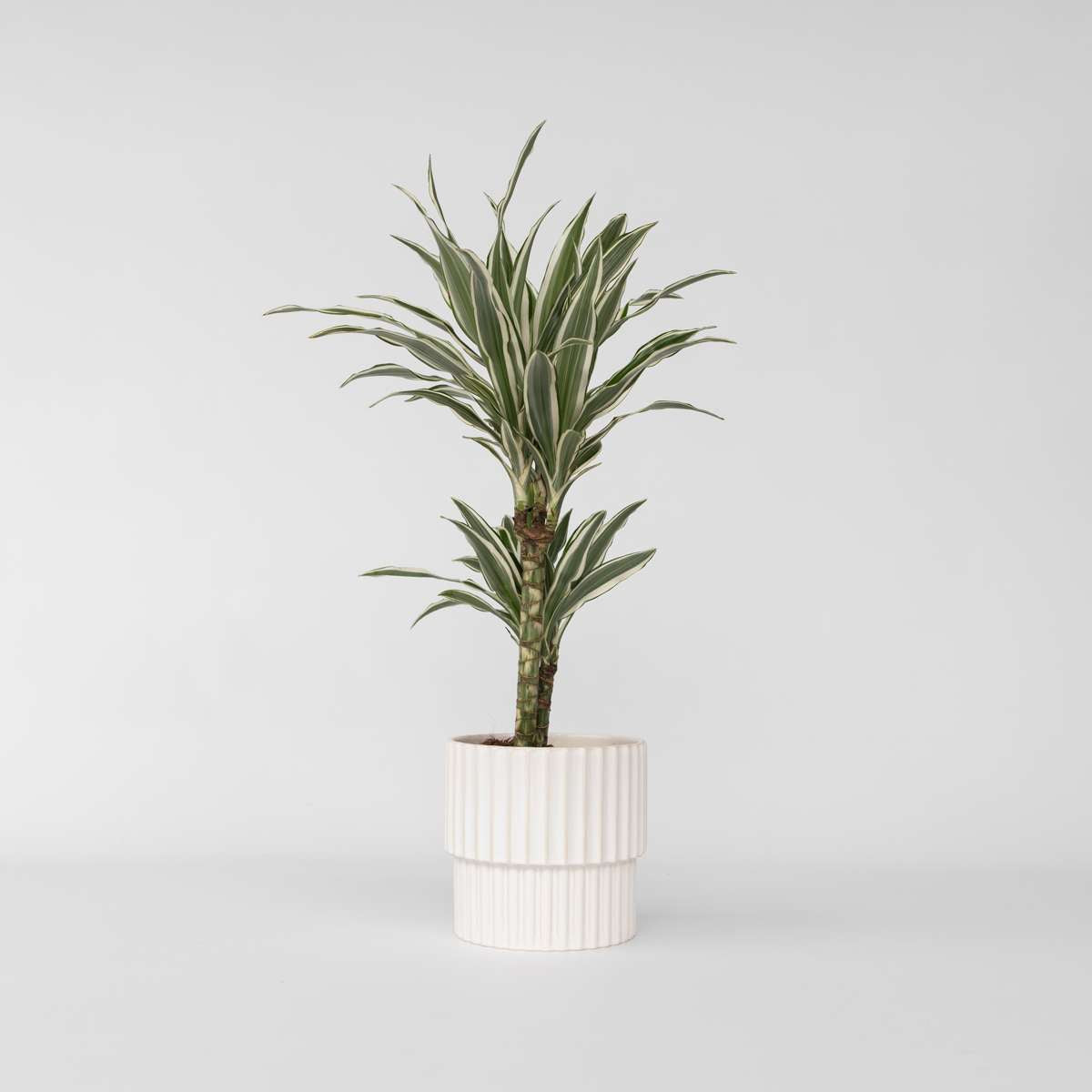 Dracaena Deremensis 'White Stripe'