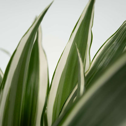 Dracaena Deremensis 'White Stripe' - Set van 2