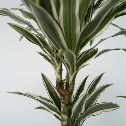 Dracaena Deremensis 'White Stripe' - Set van 2