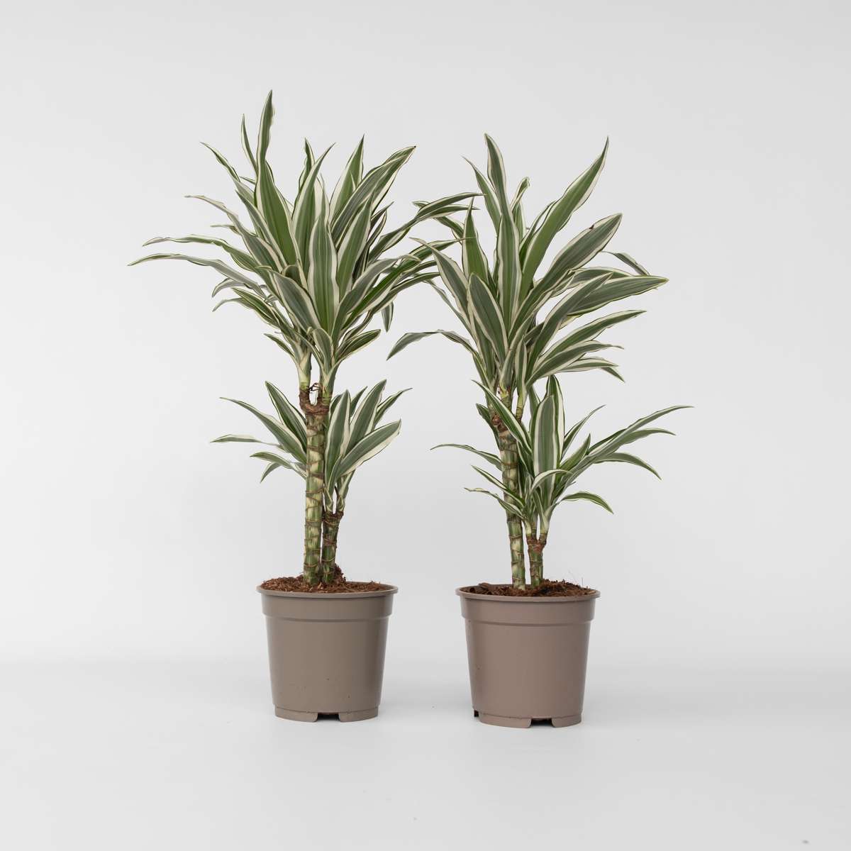 Dracaena Deremensis 'White Stripe' - Set van 2