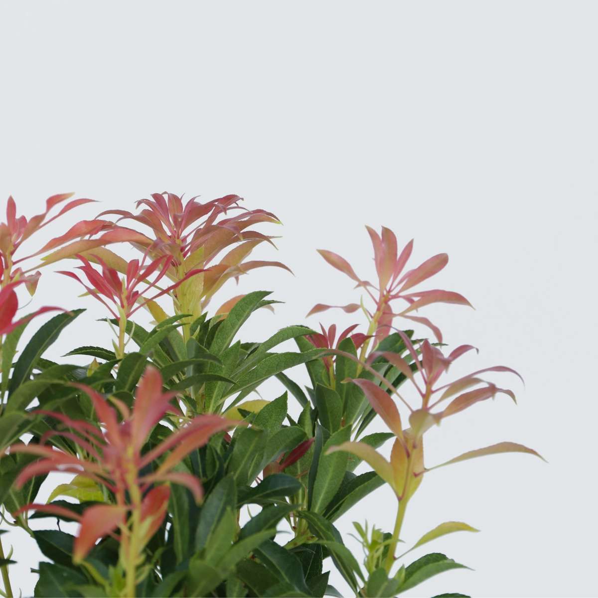 Pieris 'Forest Flame' - Set van 4 - Rotsheide