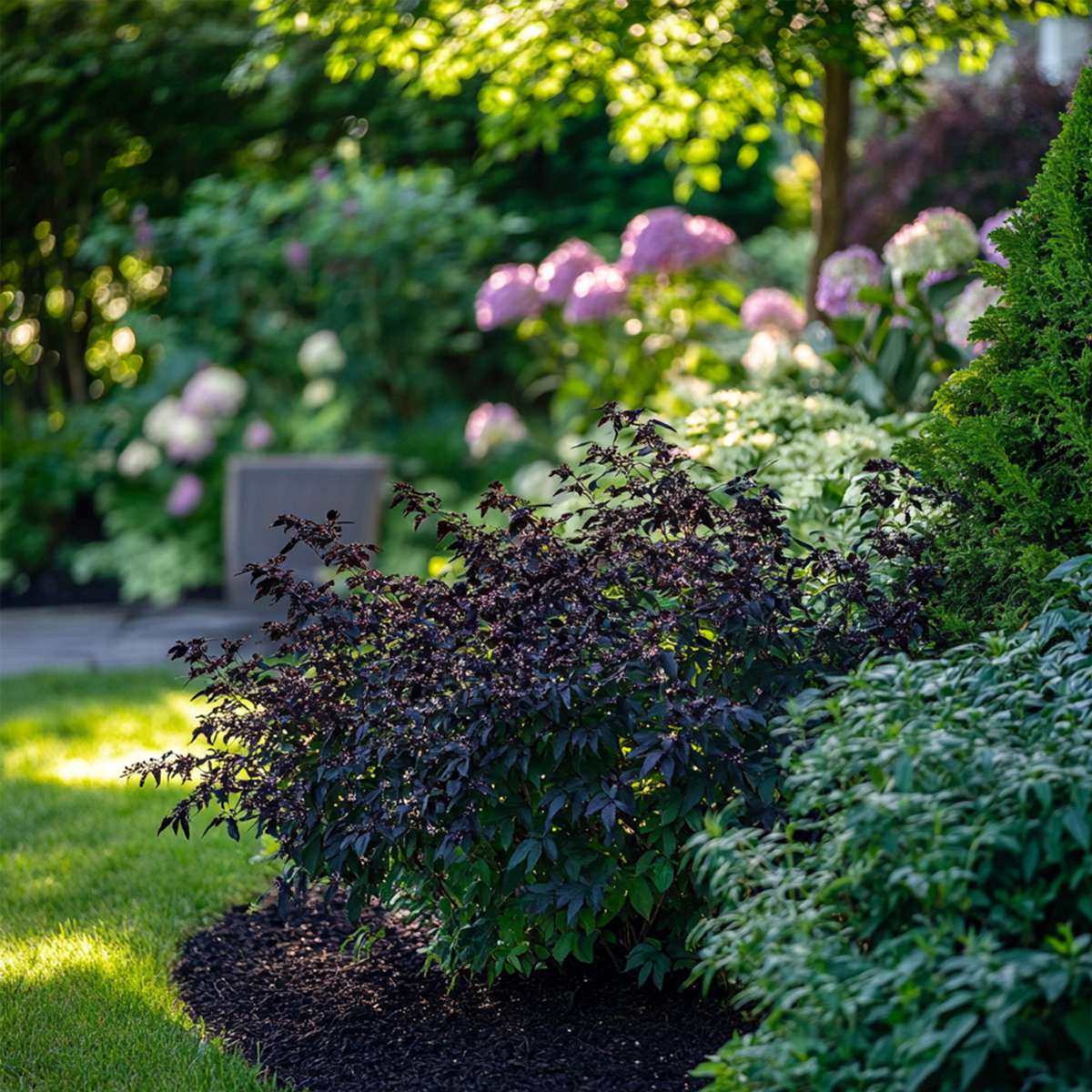 Sambucus nigra 'Black Lace' - Set van 4