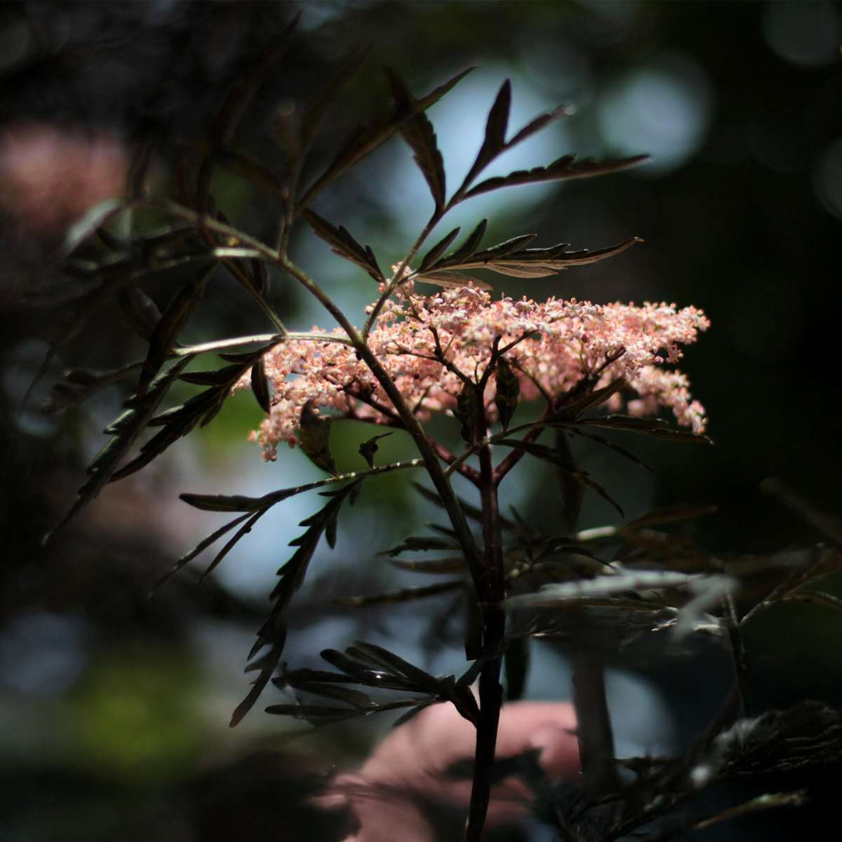 Sambucus nigra 'Black Lace' - Set van 4