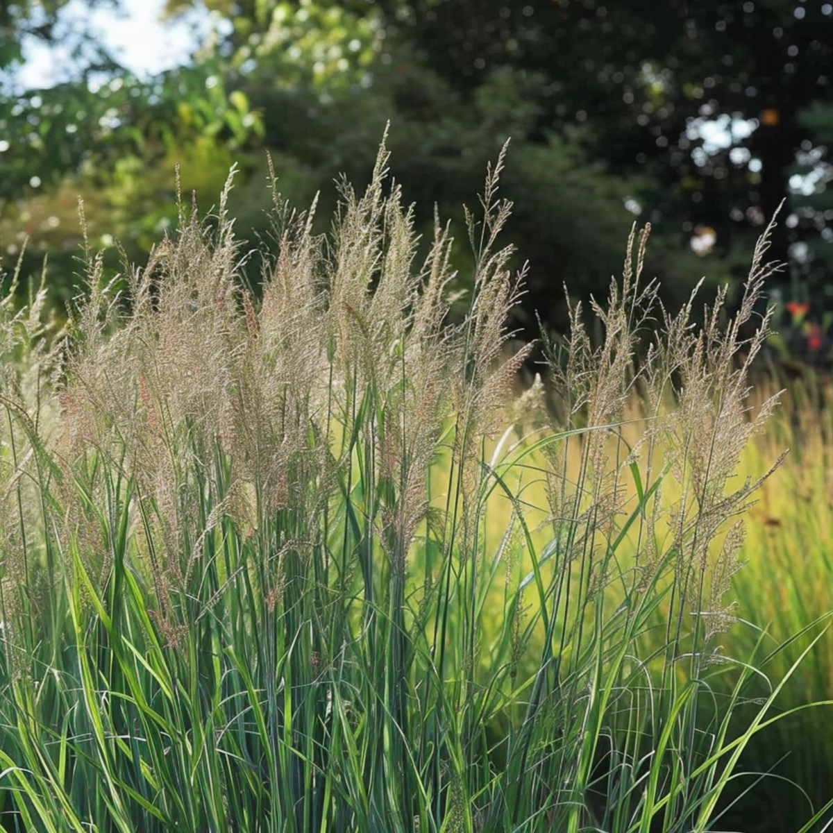 Panicum virgatum 'Northwind' - Vingergras
