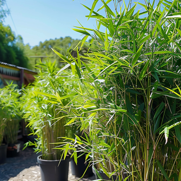 Fargesia nitida 'Black Dragon' - 3 Stuks - Bamboe