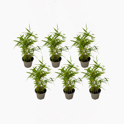 Fargesia nitida 'Black Dragon' - 6 Stuks - Bamboe