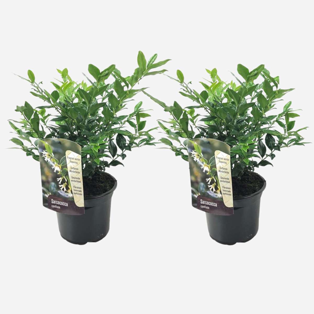 Sarcococca Confusa - Set van 2 - Vleesbes