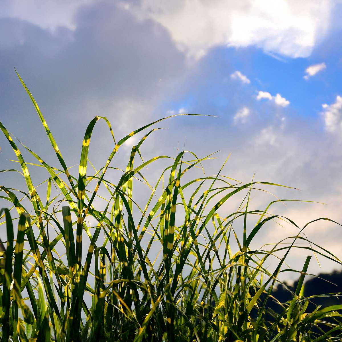 Miscanthus Zebrinus - Siergras - Set van 2