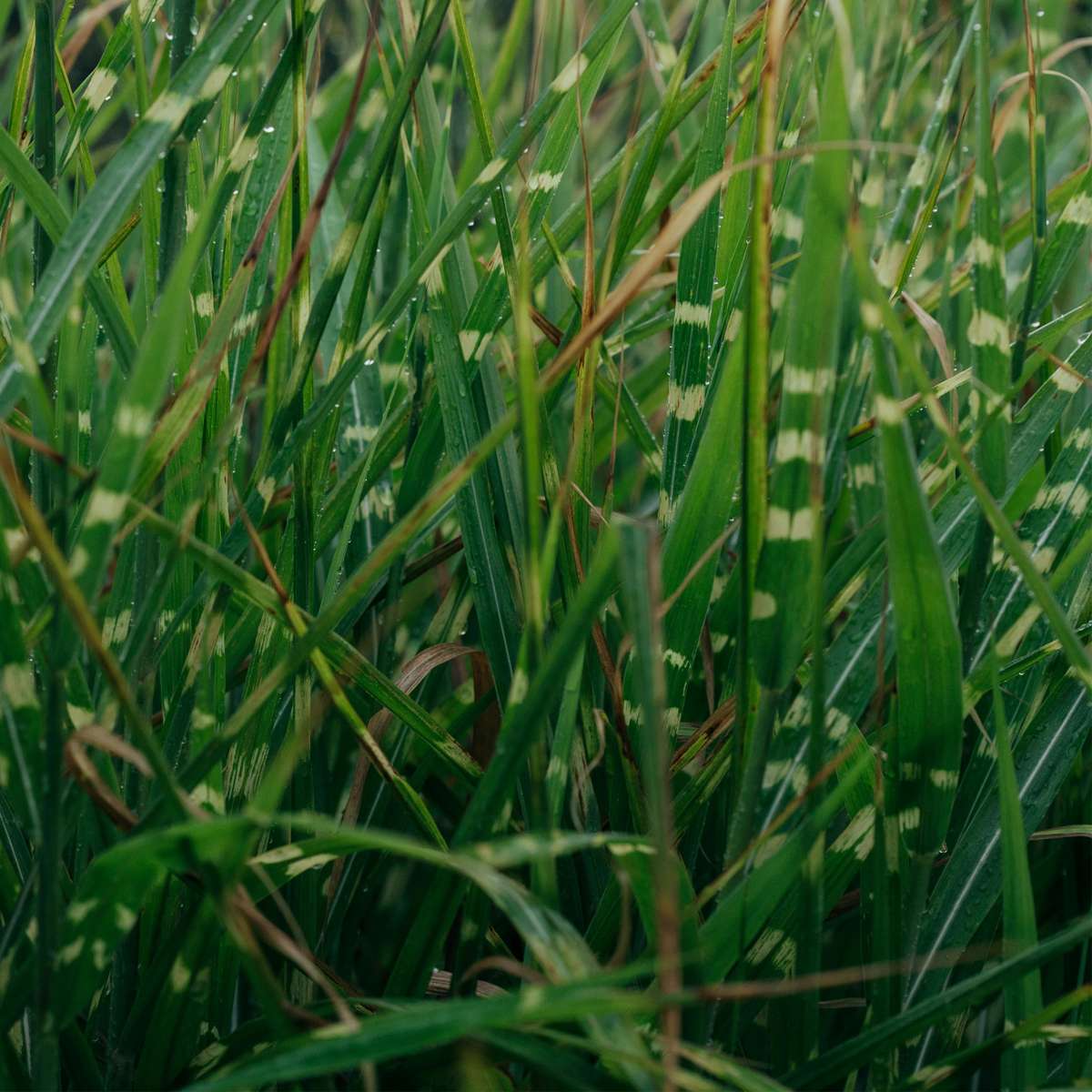 Miscanthus Zebrinus - Siergras - Set van 2