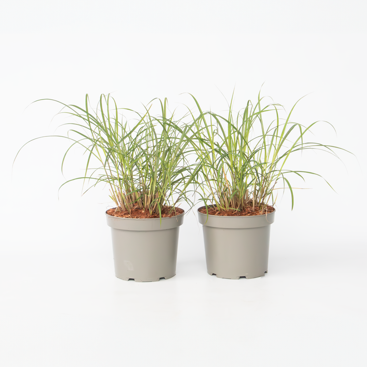 Miscanthus sinensis Red Chief - Siergras - Set van 2