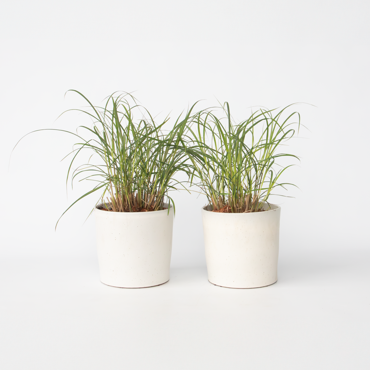 Miscanthus sinensis Red Chief - Siergras - Set van 2