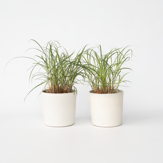 Miscanthus sinensis Red Chief - Siergras - Set van 2