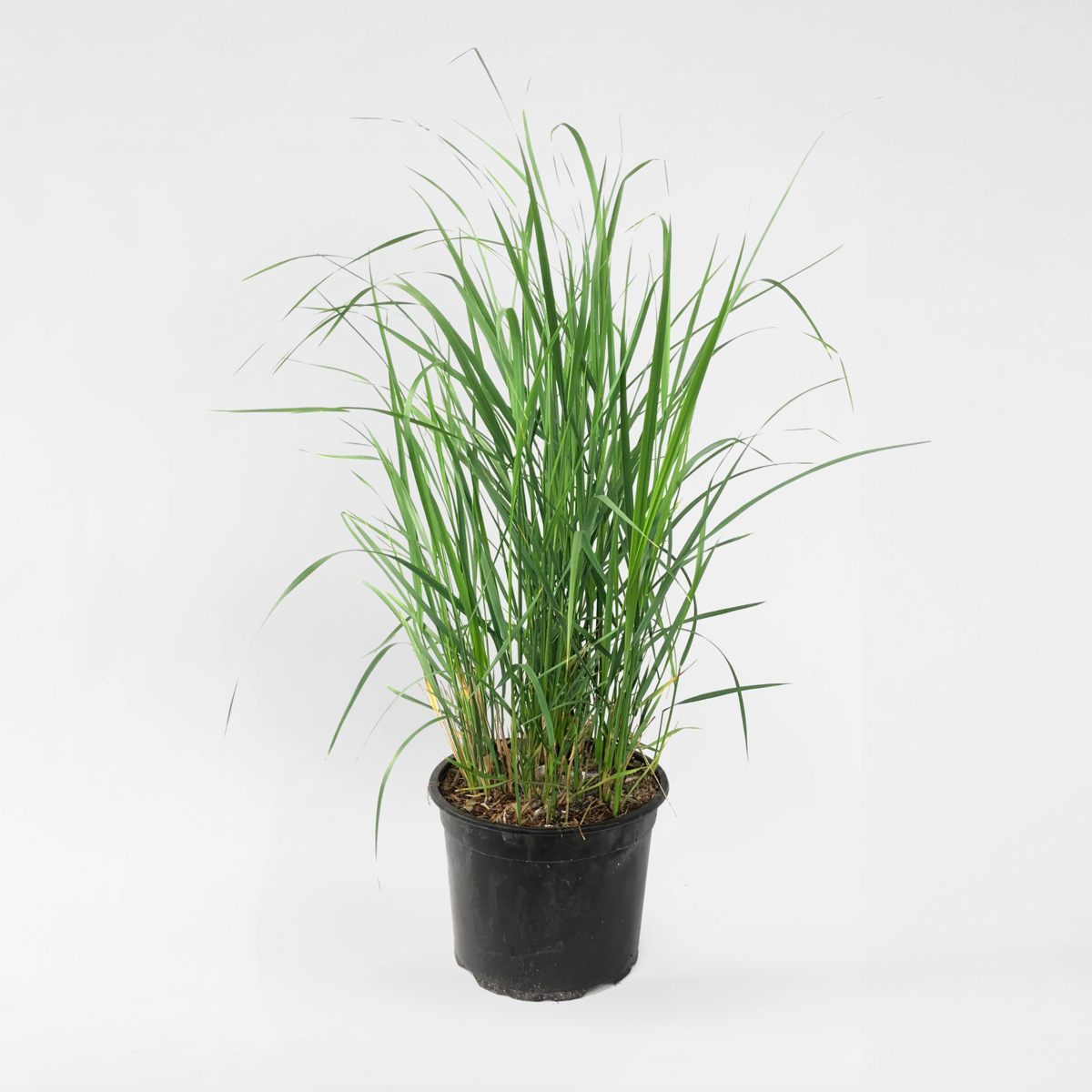 Calamagrostis 'Karl Foerster' - Siergras