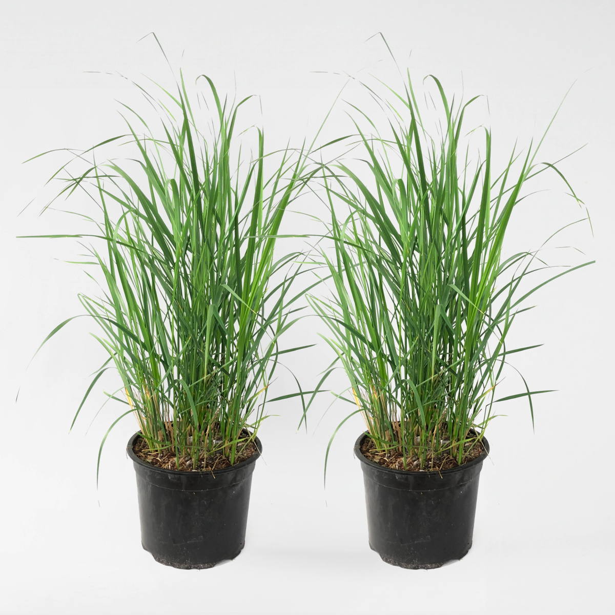 Calamagrostis 'Karl Foerster' - Set van 2 - Siergras