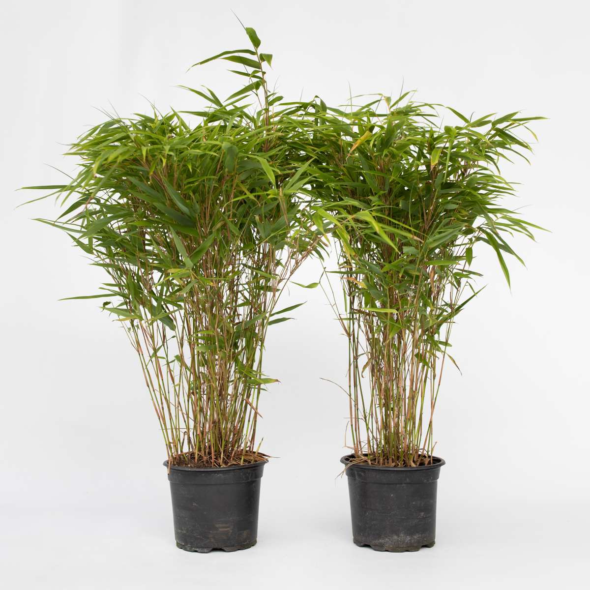 Fargesia Gansu - Set van 4 - Bamboe