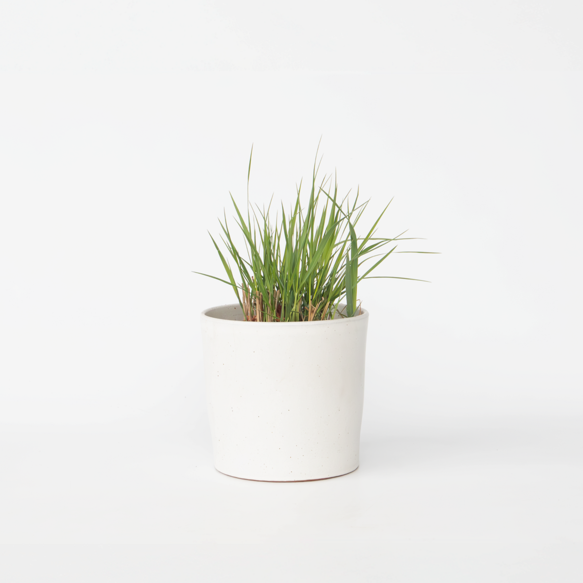 Panicum virgatum 'Heavy Metal' - Vingergras