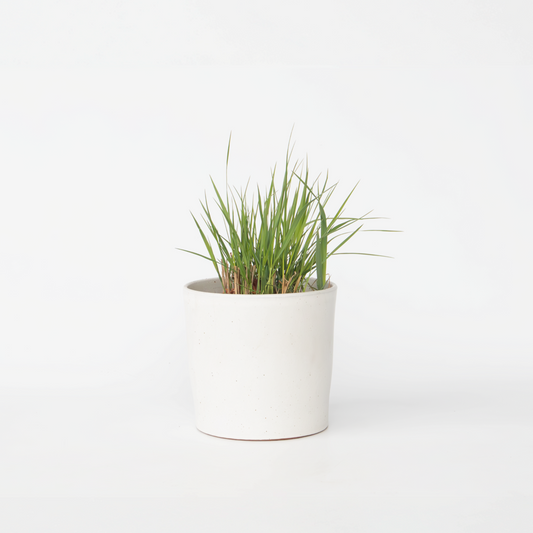 Panicum virgatum 'Heavy Metal' - Vingergras