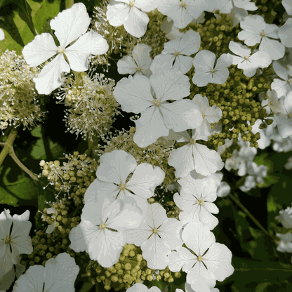 Hydrangea 'Ice Crystal' - Hortensia