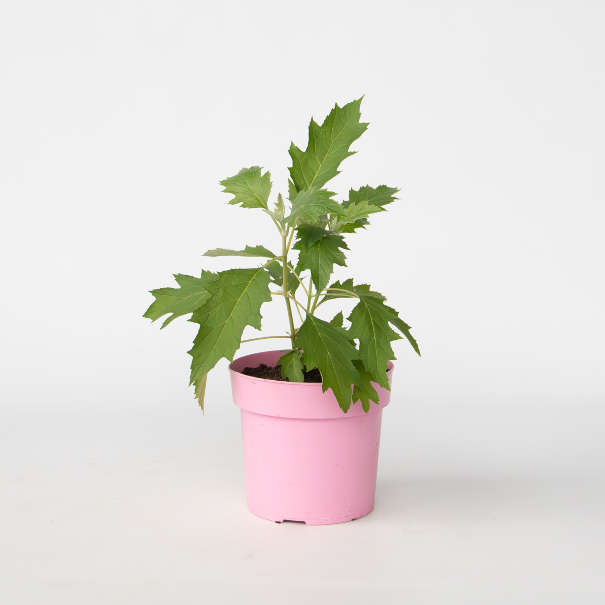 Hydrangea 'Ice Crystal' - Hortensia