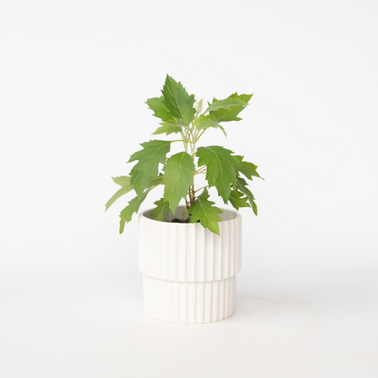 Hydrangea 'Ice Crystal' - Hortensia