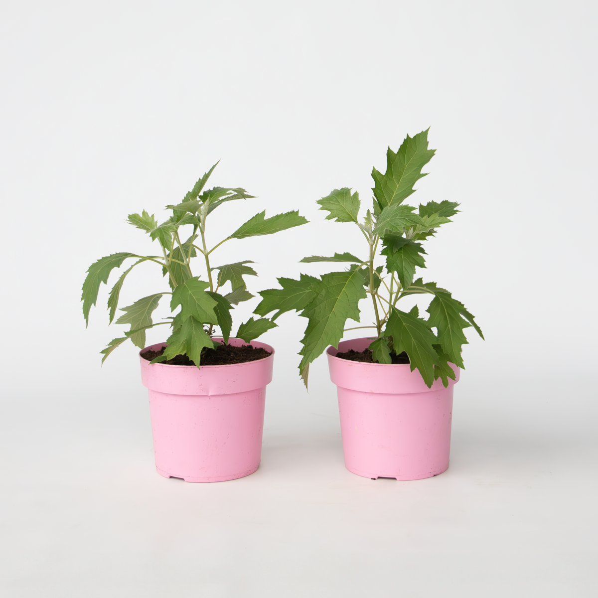 Hydrangea 'Ice Crystal' - 2 Stuks - Hortensia