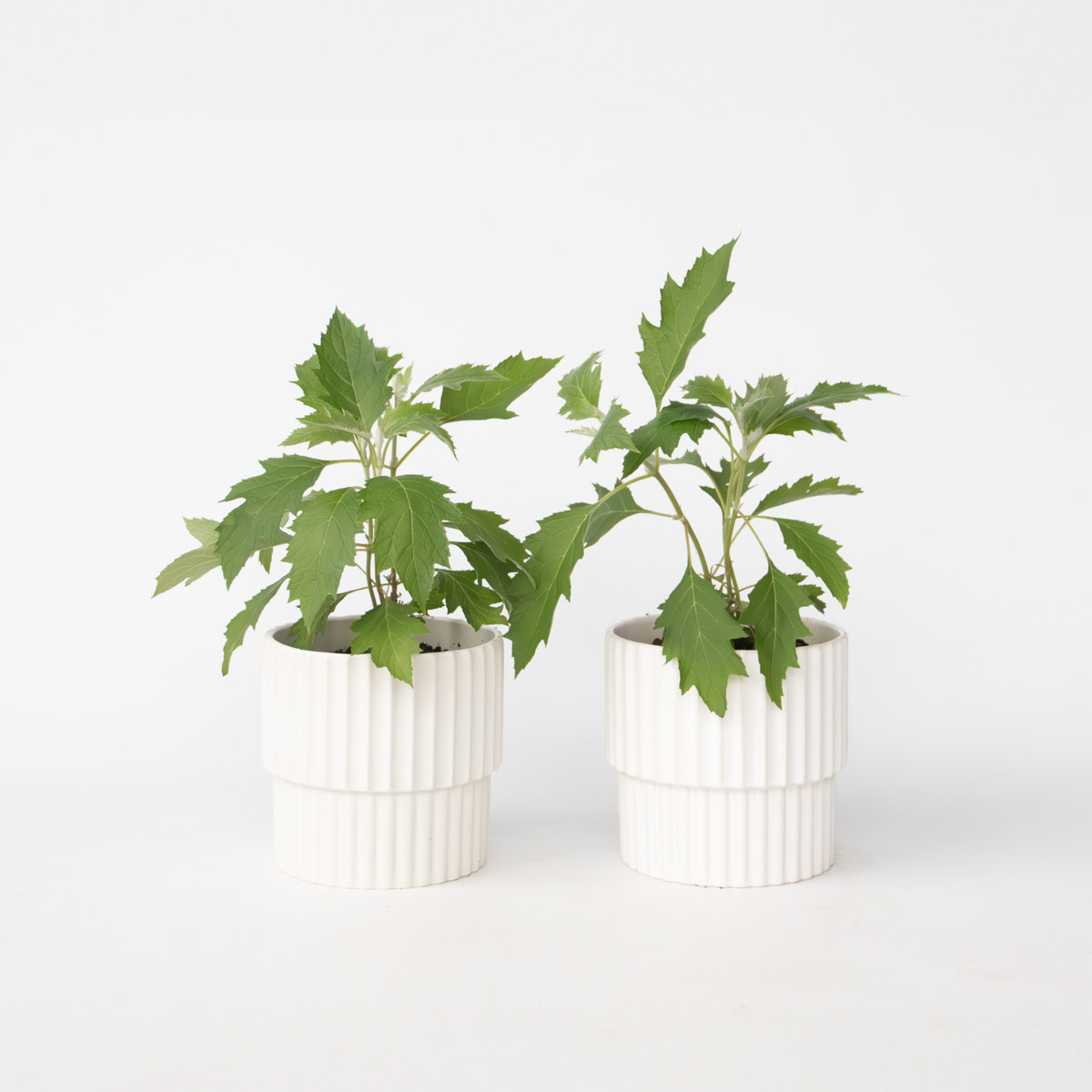 Hydrangea 'Ice Crystal' - 2 Stuks - Hortensia