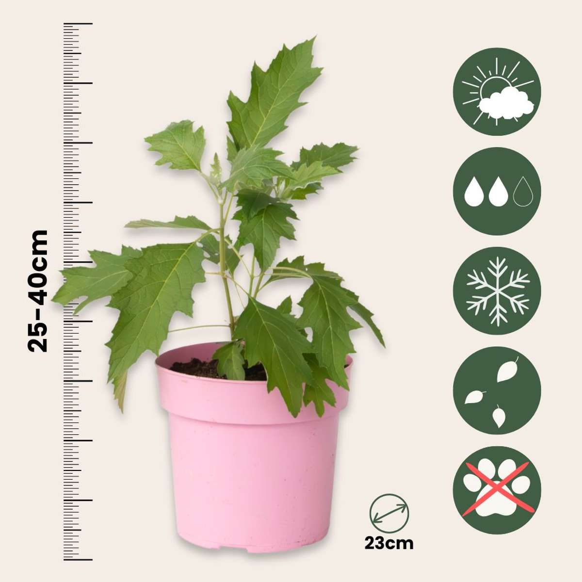 Hydrangea 'Ice Crystal' - 2 Stuks - Hortensia