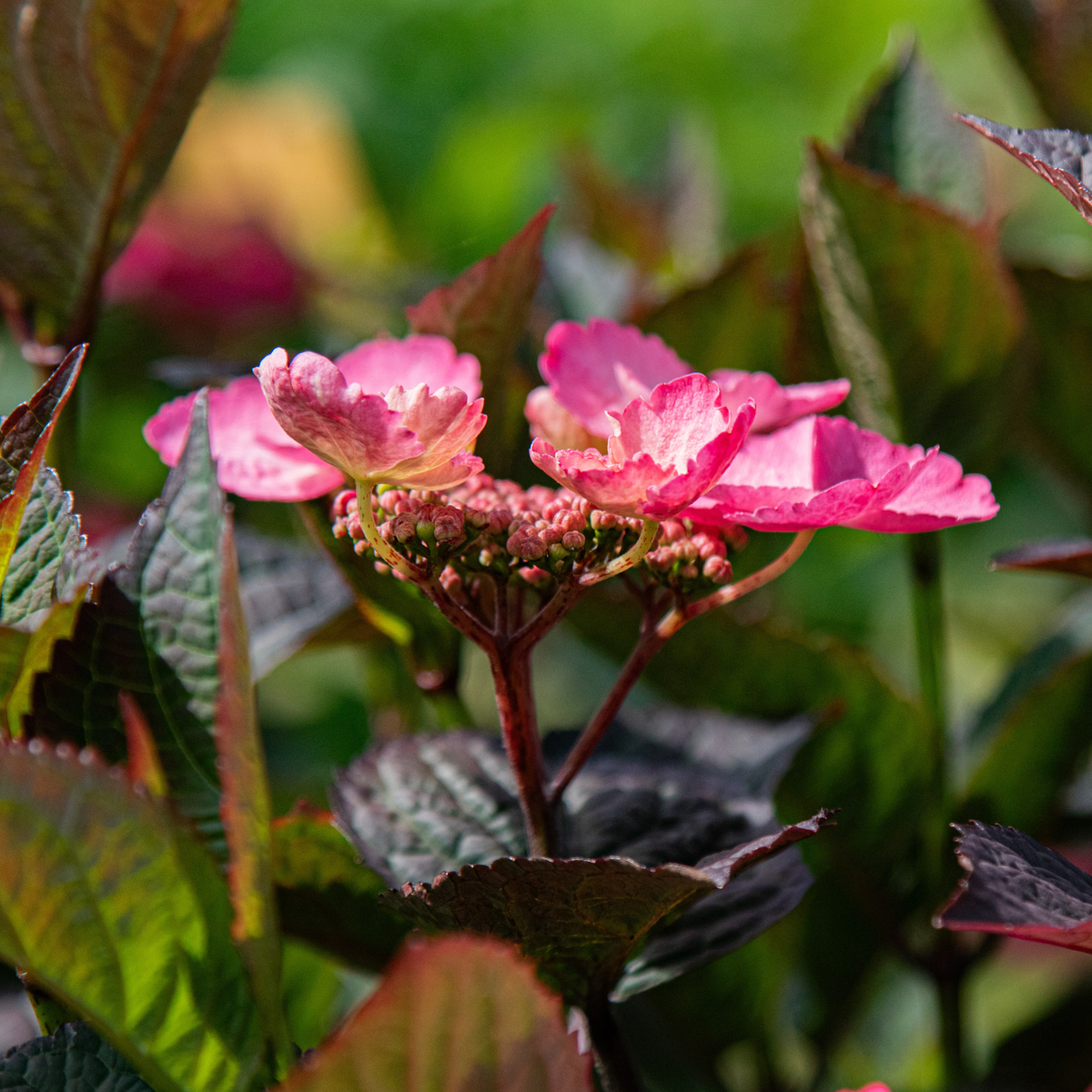 Hydrangea 'Dare Devil' - Hortensia