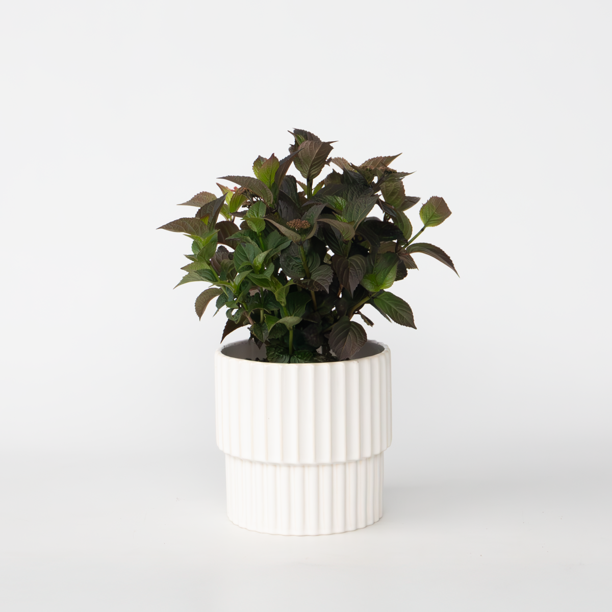 Hydrangea 'Dare Devil' - Hortensia