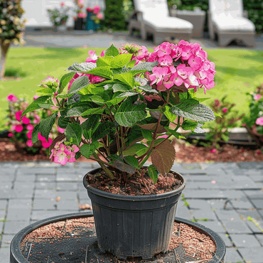 Hydrangea 'Dare Devil' - 2 Stuks - Hortensia