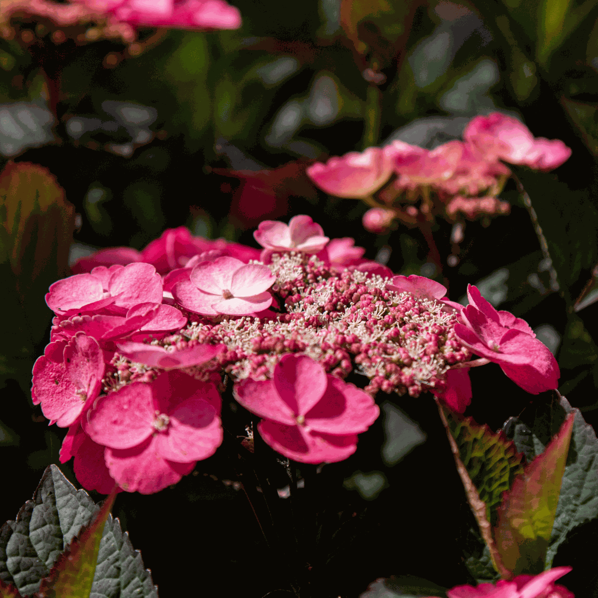 Hydrangea 'Dare Devil' - 2 Stuks - Hortensia