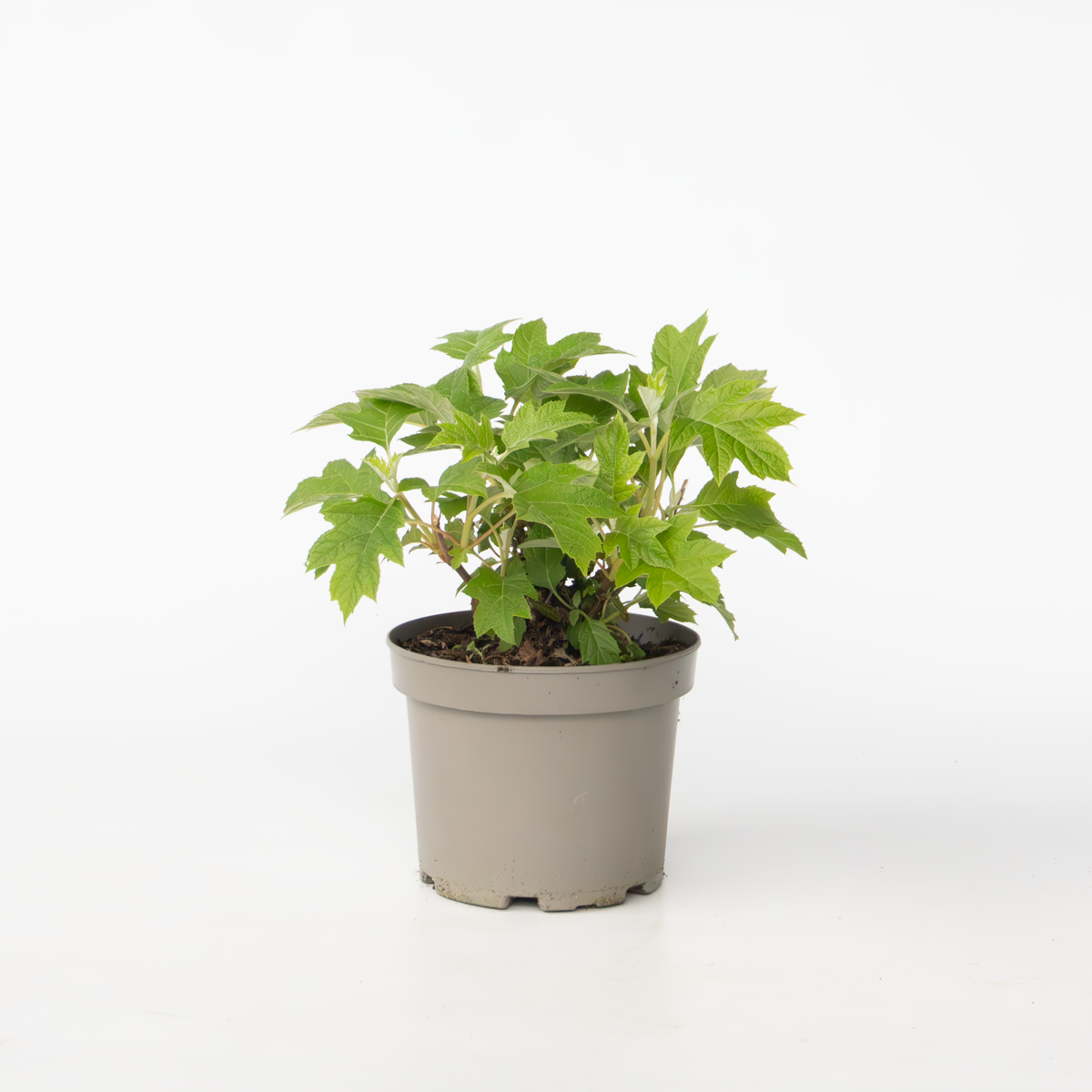 Hydrangea 'Toy Soldier' - Hortensia