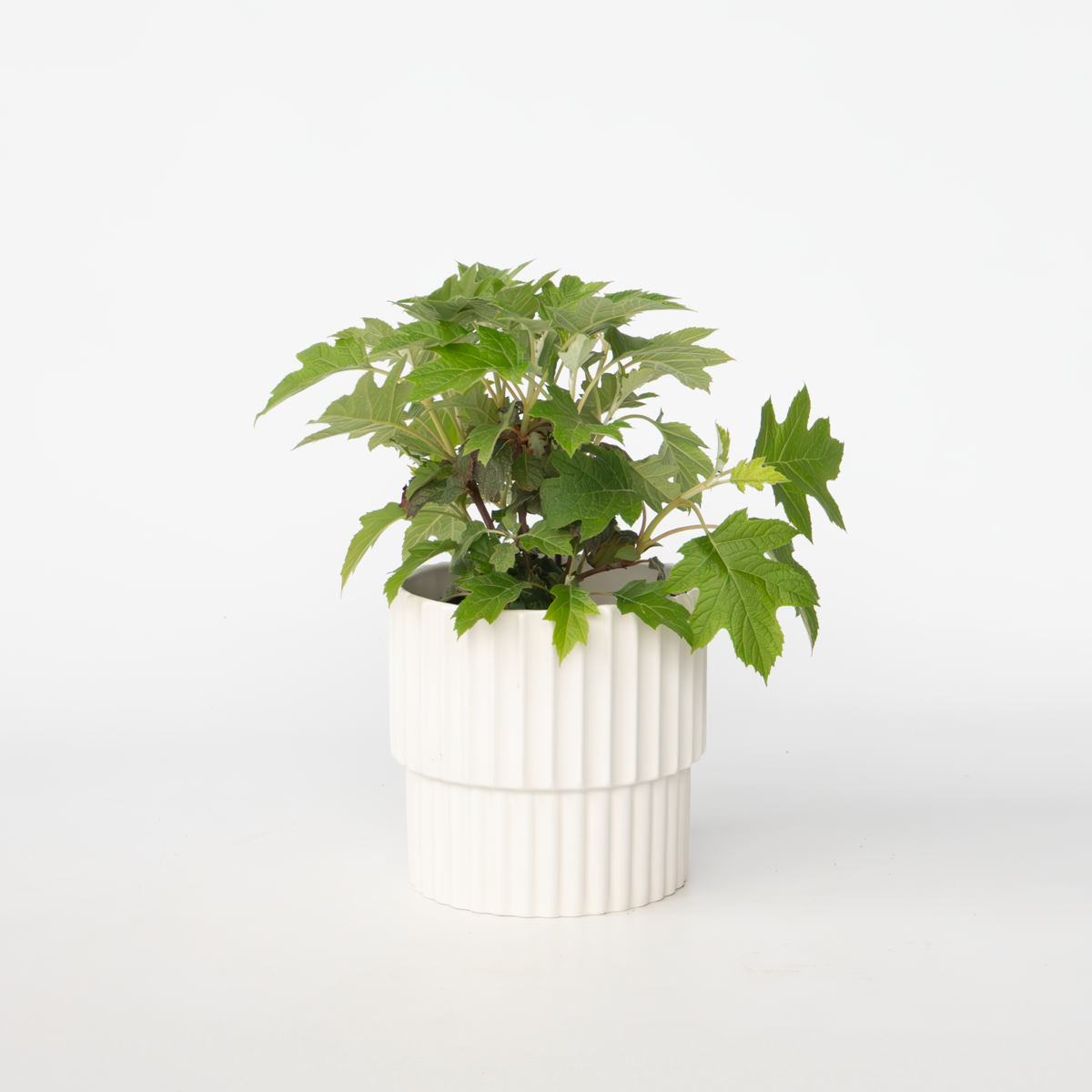 Hydrangea 'Toy Soldier' - Hortensia