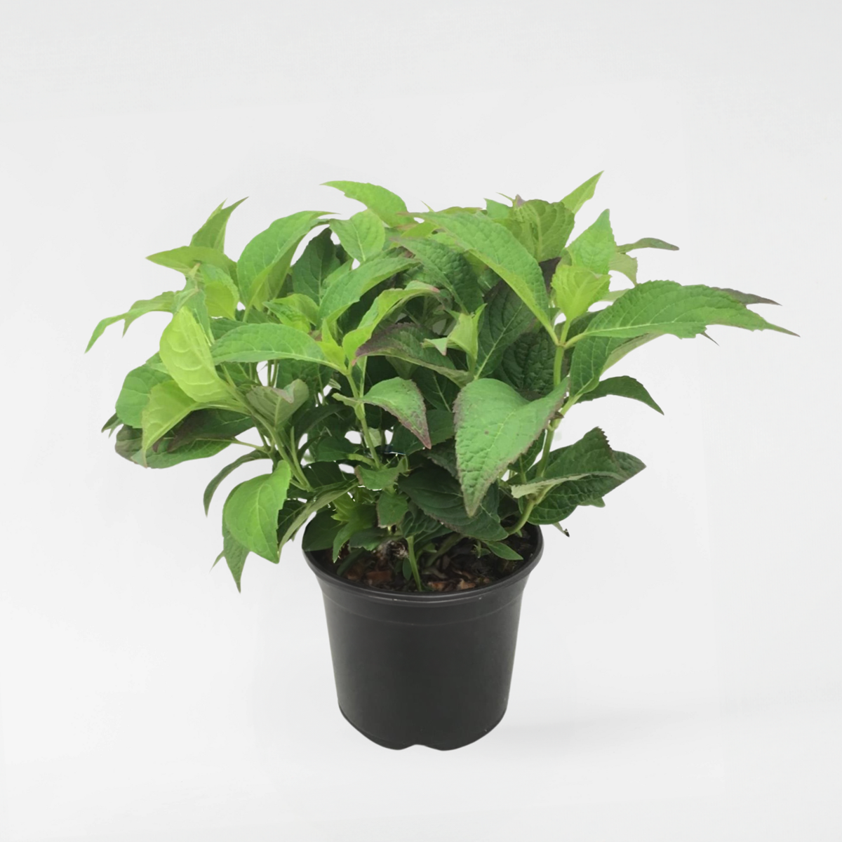 Hydrangea 'Zomerglans' - Hortensia - Blauw