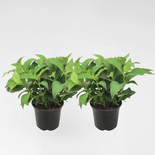 Hydrangea 'Zomerglans' - Set van 2 - Hortensia