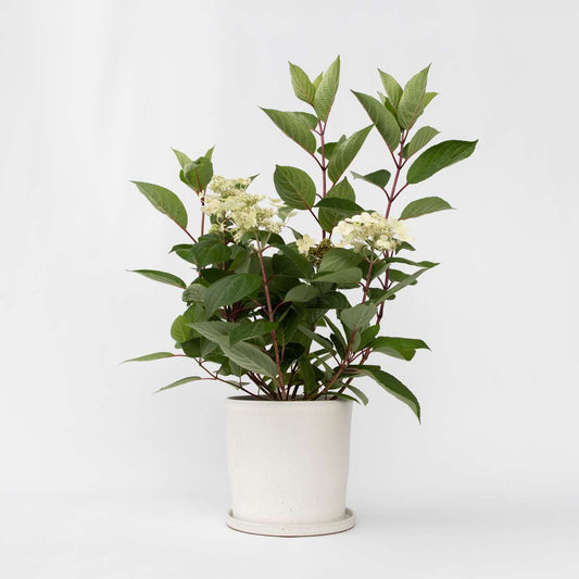 Hydrangea Early Harry - Pluimhortesia