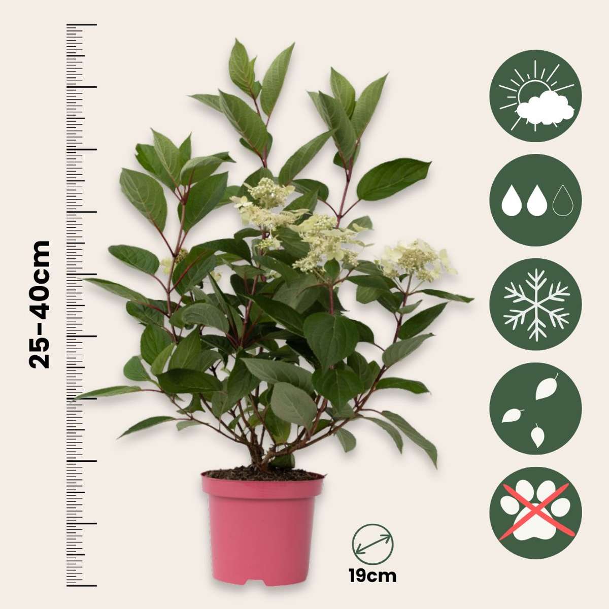 Hydrangea Early Harry - Set van 2 - Hortensia