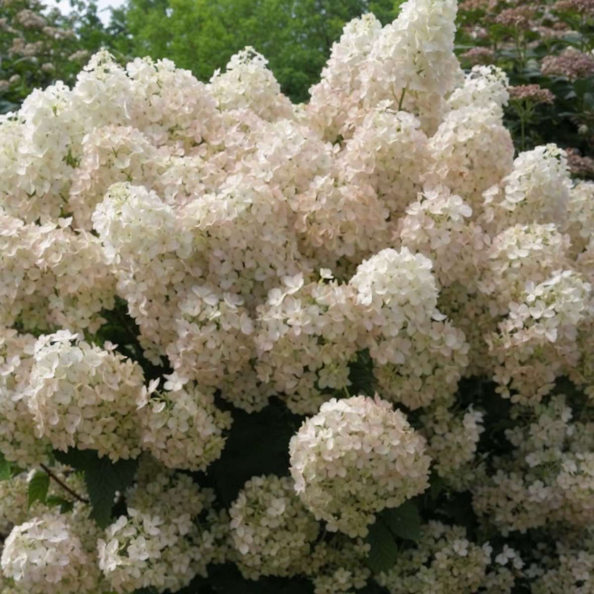 Hydrangea 'Bobo' - Pluimhortensia