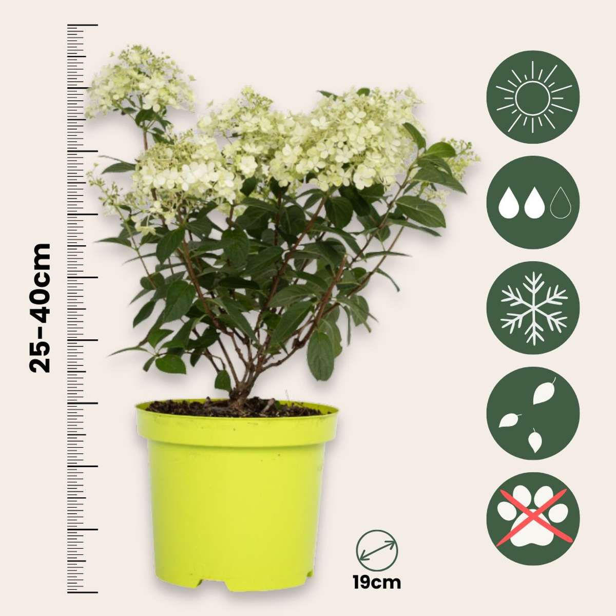 Hydrangea 'Bobo' - Pluimhortensia