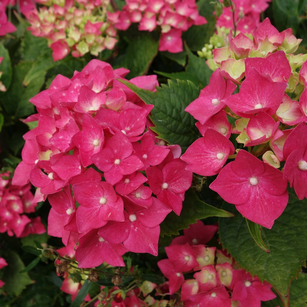 Hydrangea Wim's Red - Hortensia