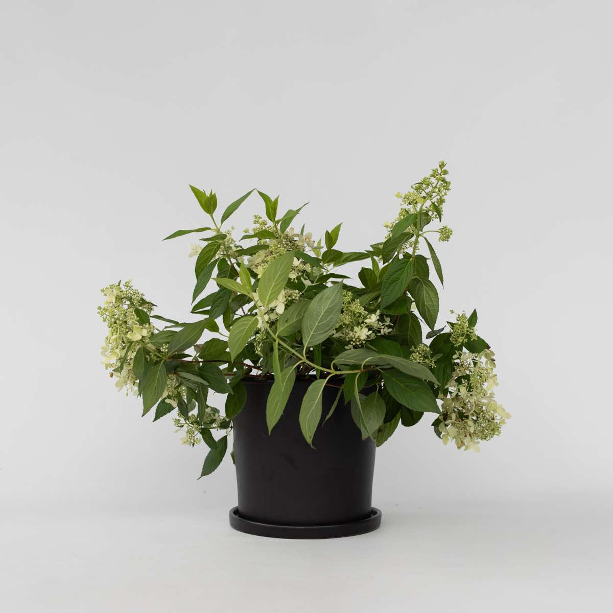 Hydrangea 'Confetti' - Hortensia