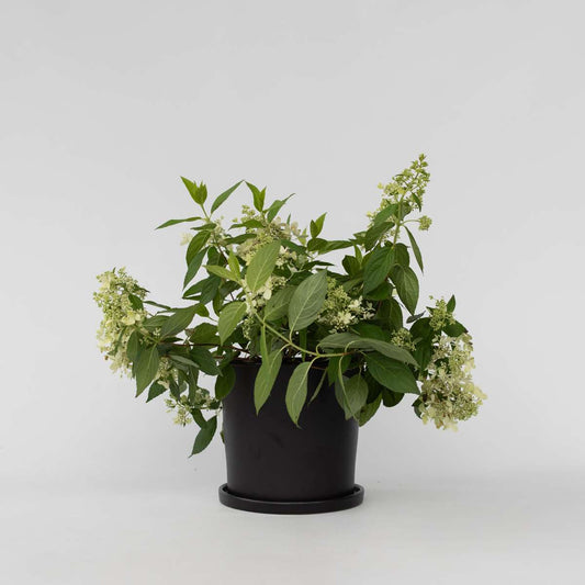 Hydrangea 'Confetti' - Hortensia