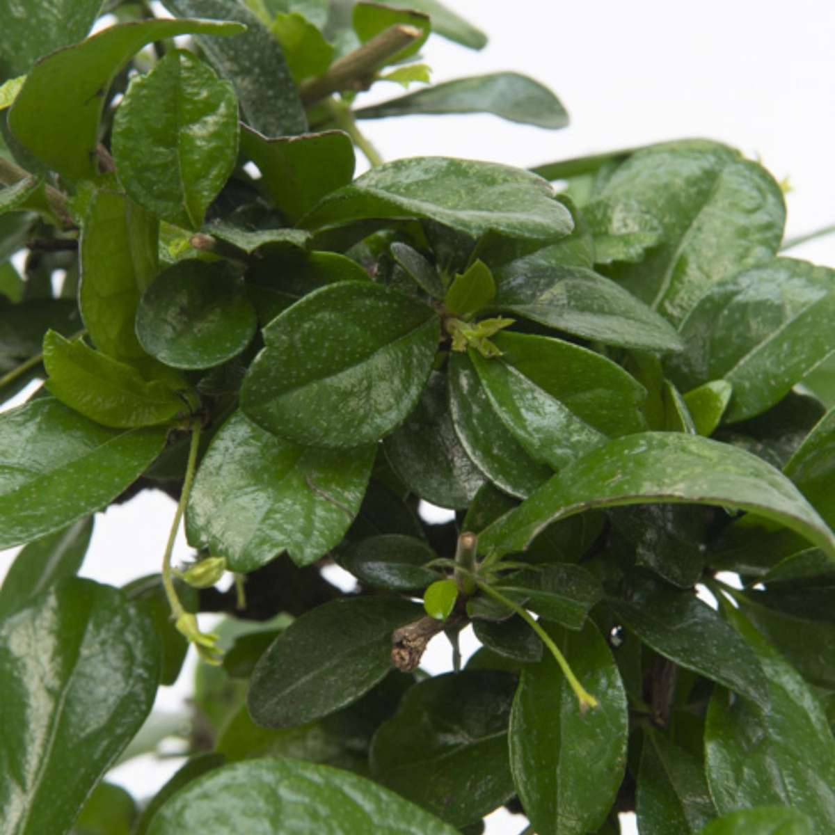 Bonsai 'Carmona' - S-vormig - S